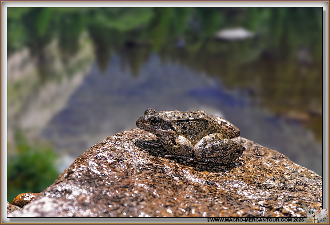 GRENOUILLE